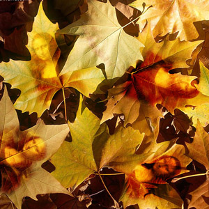 Autumn Leaves