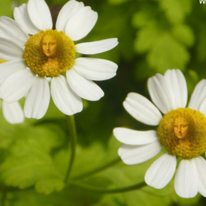 Flower Twins