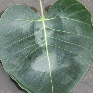 Leaf In Water