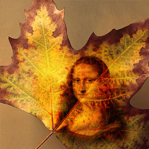 Maple Leaf