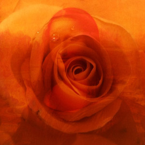 Orange Rose